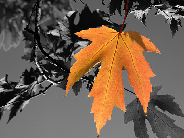 BELFORT: Une feuille d'érable argenté (Acer saccharinum).