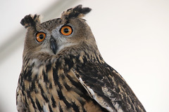 Eurasian Eagle-Owl