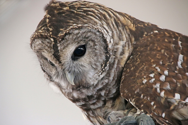 Barred Owl