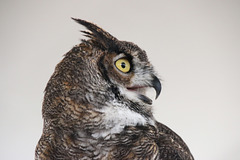 Great Horned Owl