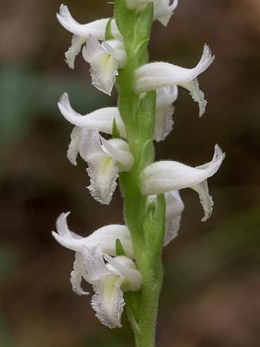 Spiranthes odorata (Fragrant Ladies'-tresses orchid)