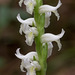 Spiranthes odorata (Fragrant Ladies'-tresses orchid)