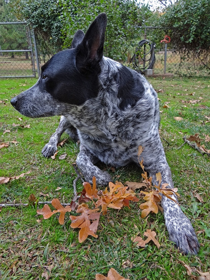 Flicka's Autumn picture-see- he has a brown leaf !!