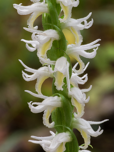 Spiranthes odorata (Fragrant Ladies'-tresses orchid)