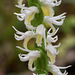 Spiranthes odorata (Fragrant Ladies'-tresses orchid)