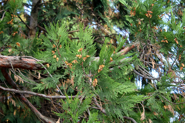 Calocedrus (6)