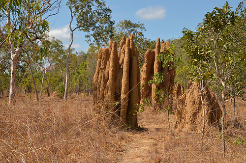 Termite Condos