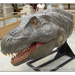 Dino head  - The Natural History Museum - Oxford - 4.8.2005