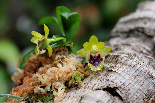 Gastrochilus retrocallus