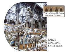 Large Mammal skeletons - The Natural History Museum - Oxford - 4.8.2005
