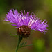 Persian Cornflower / Centaurea dealbata