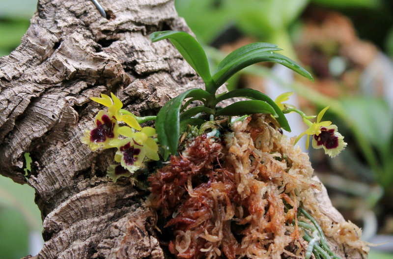 Gastrochilus retrocallus