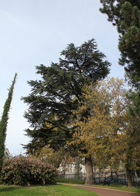 Cedrus libani