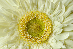 Gerbera Daisy White Macro