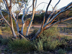 Narrow-leaf Mallee in early morning light, Lake Gilles