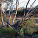 Narrow-leaf Mallee in early morning light, Lake Gilles