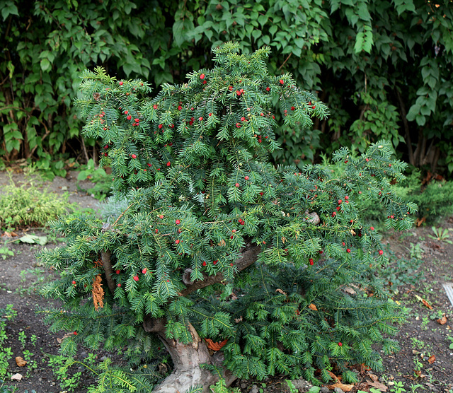 Taxus