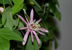 Passiflora sanguinolenta