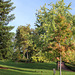 Environs du bassin - Quercus coccinea eu 1er plan- Sequoïa sempervirens à gauche