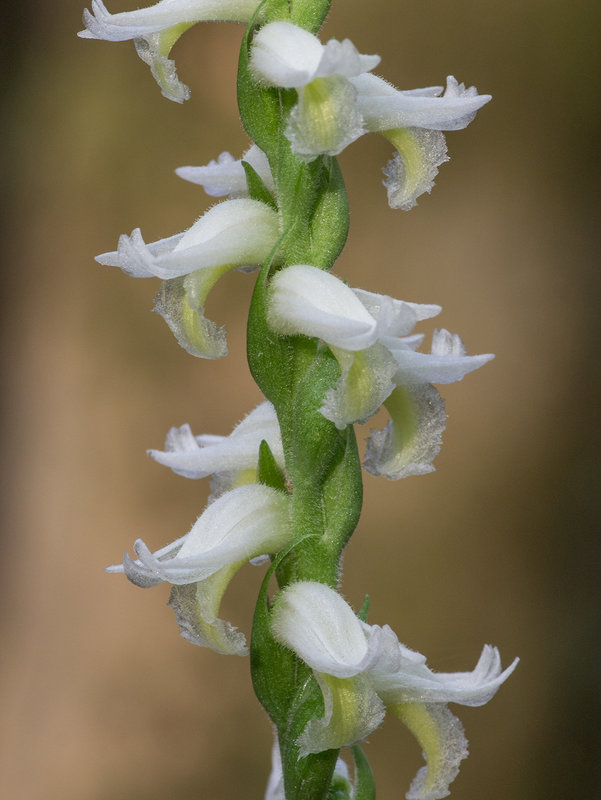 Spiranthes odorata (Fragrant Ladies'-tresses orchid)