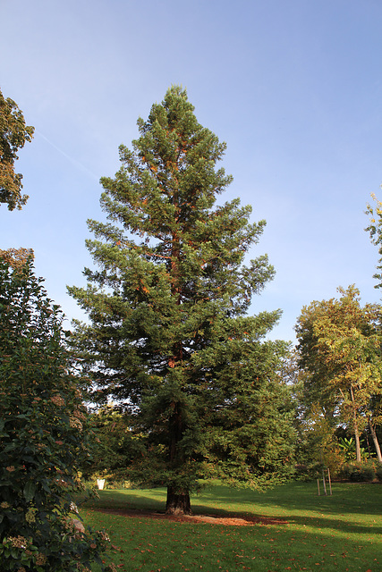 Sequoïa sempervirens