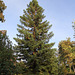 Sequoïa sempervirens