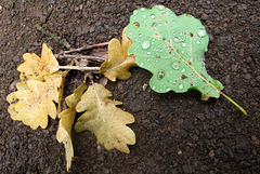 Feuilles mortes (Hérault, France)