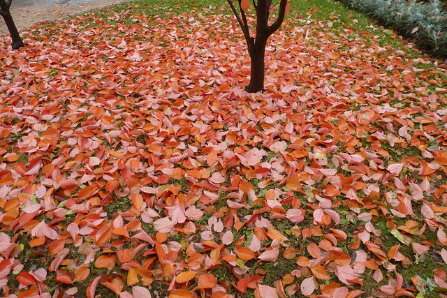 Farben im Herbst - aŭtunaj koloroj