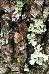 Ecorce à lichen (Hérault, France)