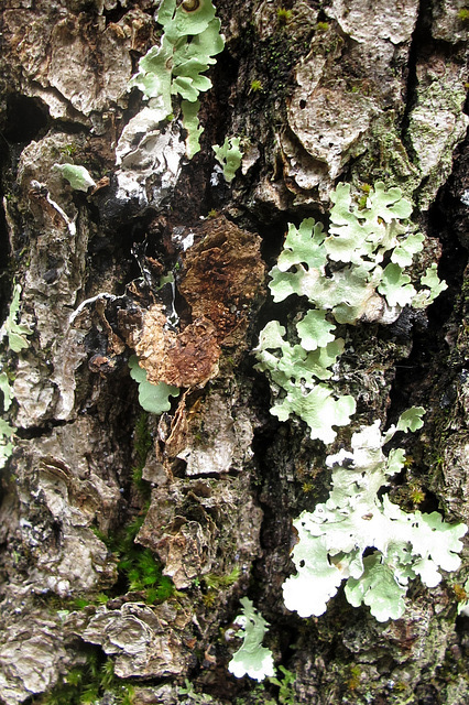 Ecorce à lichen (Hérault, France)