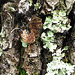 Ecorce à lichen (Hérault, France)