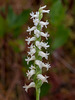 Spiranthes odorata (Fragrant Ladies'-tresses orchid)
