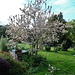 crabapple tree in blossom