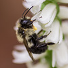 Spiranthes odorata (Fragrant Ladies'-tresses orchid) pollinated by a small Bombus species