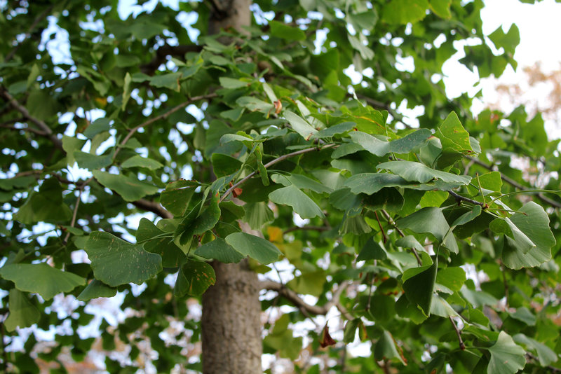 Ginkgo biloba