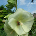 Bee on a hollyhock