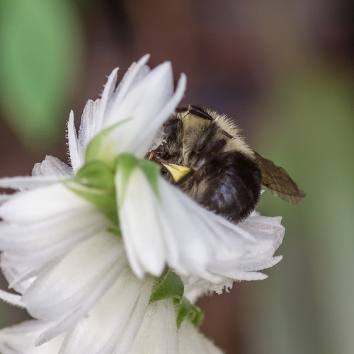 Spiranthes odorata (Fragrant Ladies'-tresses orchid) pollinated by a small Bombus species