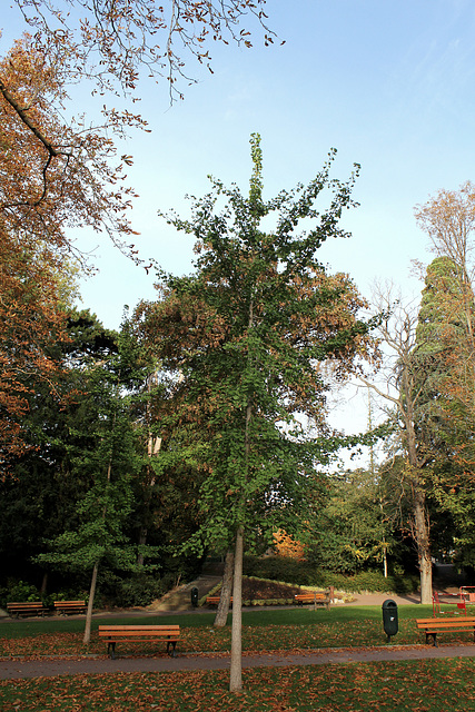 Ginkgo biloba
