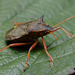 Spiked shieldbug (Picromerus bidens)