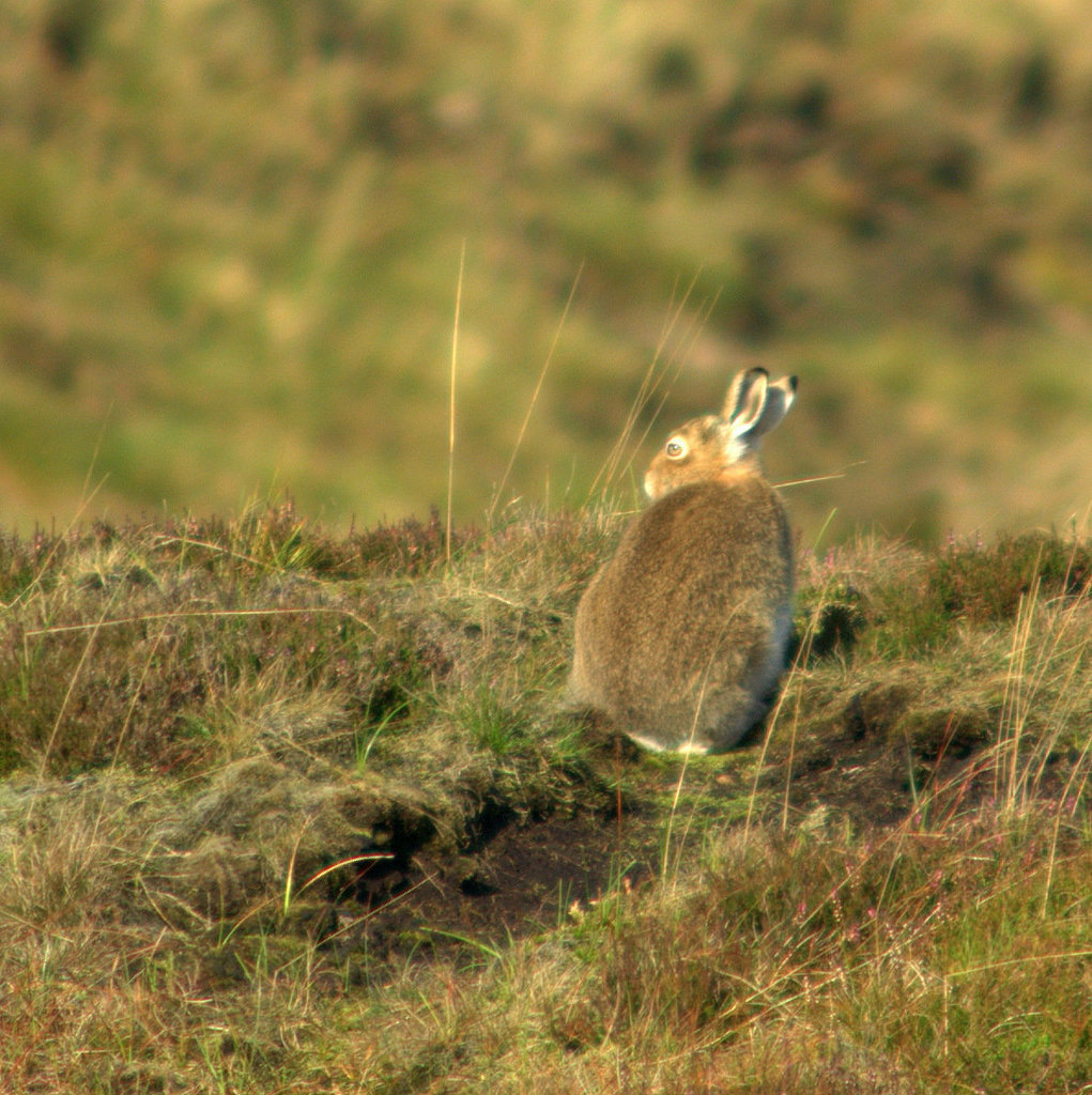 Mountain Hare