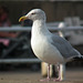 Very grumpy seagull