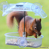 The Dawn Raider - Scottish Red Squirrel