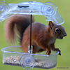 The Dawn Raider - Scottish Red Squirrel