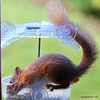 The Dawn Raider - Scottish Red Squirrel