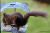 The Dawn Raider - Scottish Red Squirrel