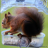 The Dawn Raider - Scottish Red Squirrel