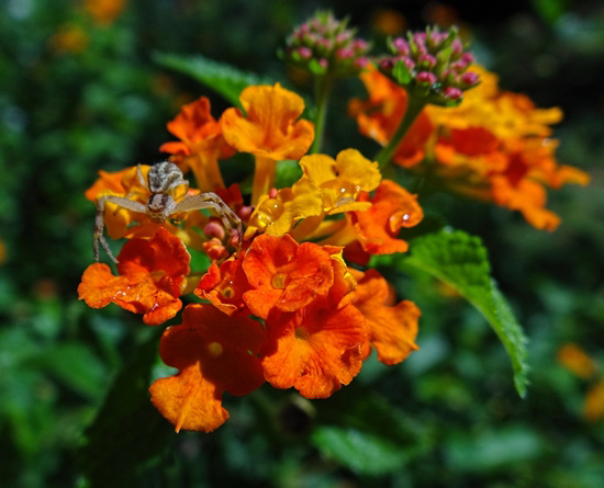 Lantana with raindrops and spider friend ! Lantana with raindrops and spider friend !