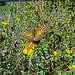 Great Spangled Fritillary butterfly(Speyeria cybele) A First !