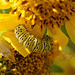 The Gold Moth caterpillar (Basilodes chrysopis)