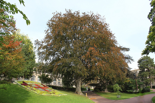 Fagus sylvatica purpurea